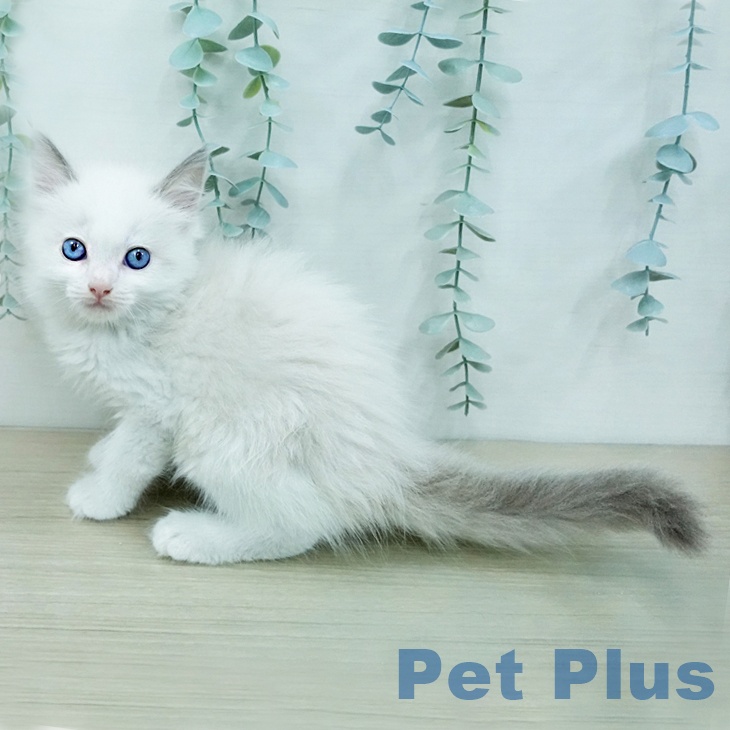 ラグドールの写真2
