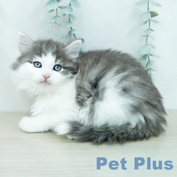 ノルウェージャンフォレストキャット