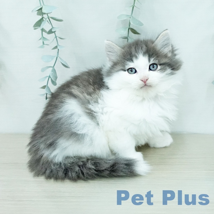 ノルウェージャンフォレストキャット