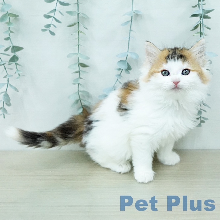 ノルウェージャンフォレストキャット