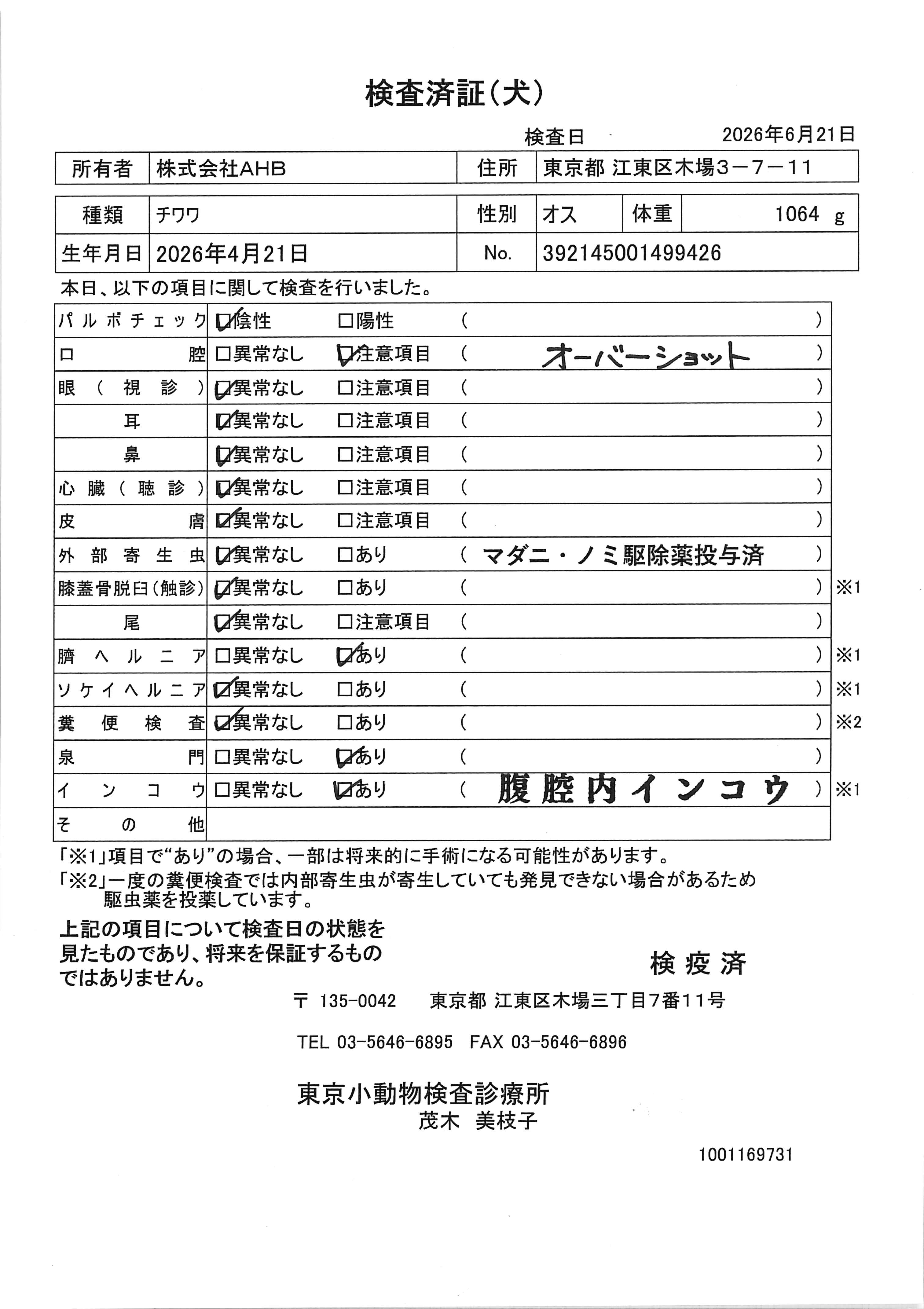 チワワ