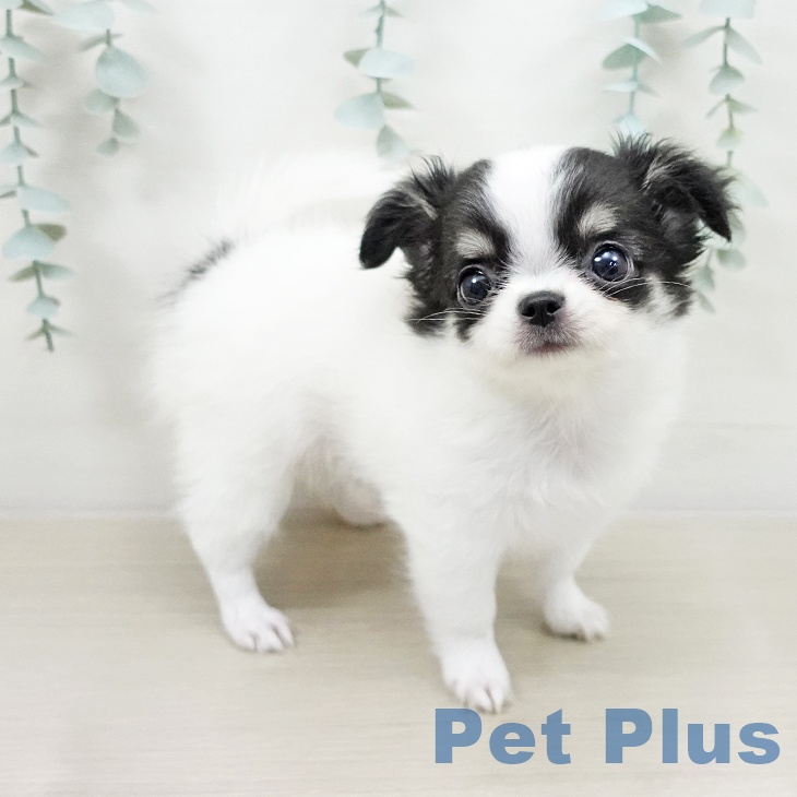 チワワの写真2