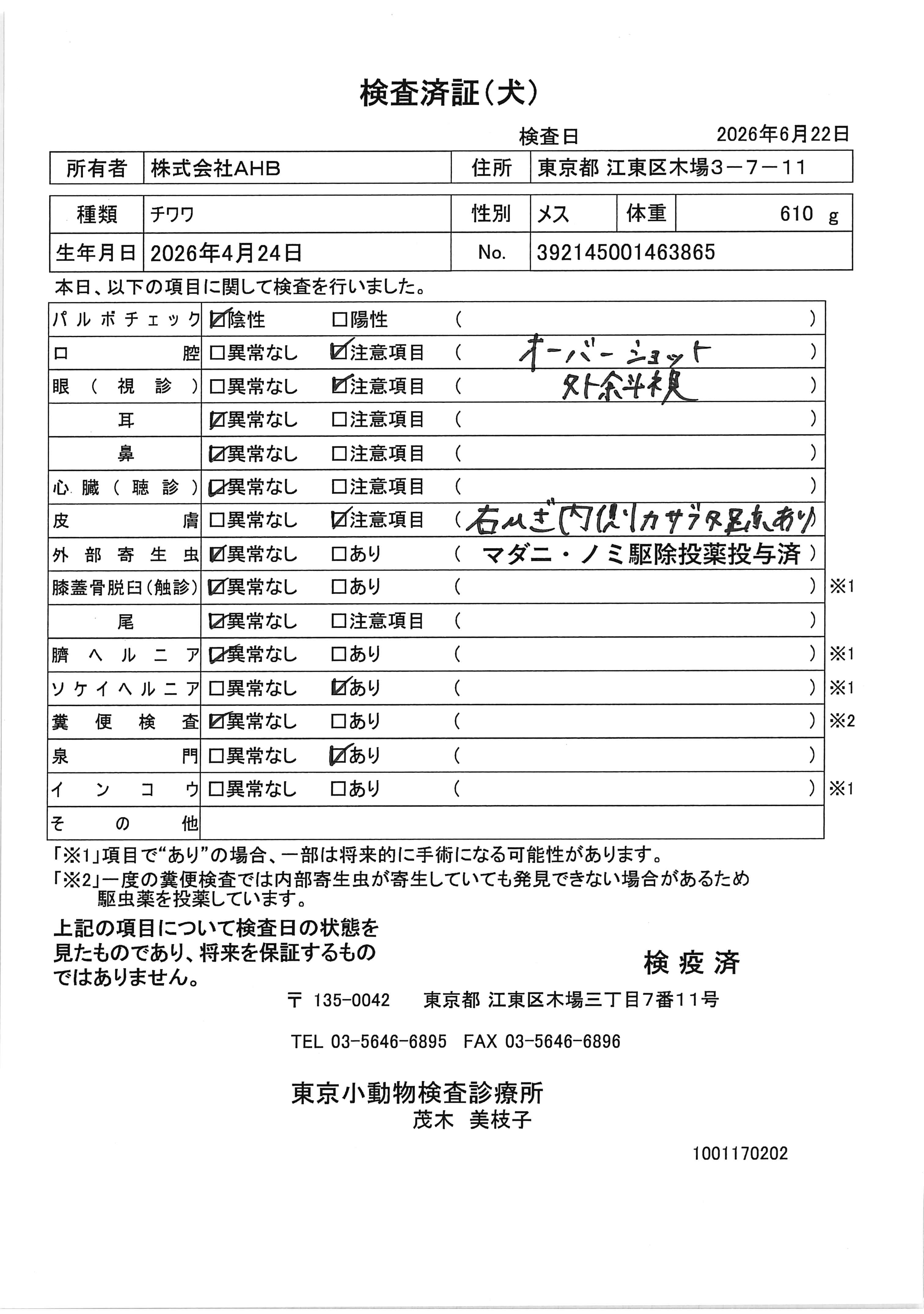 チワワ