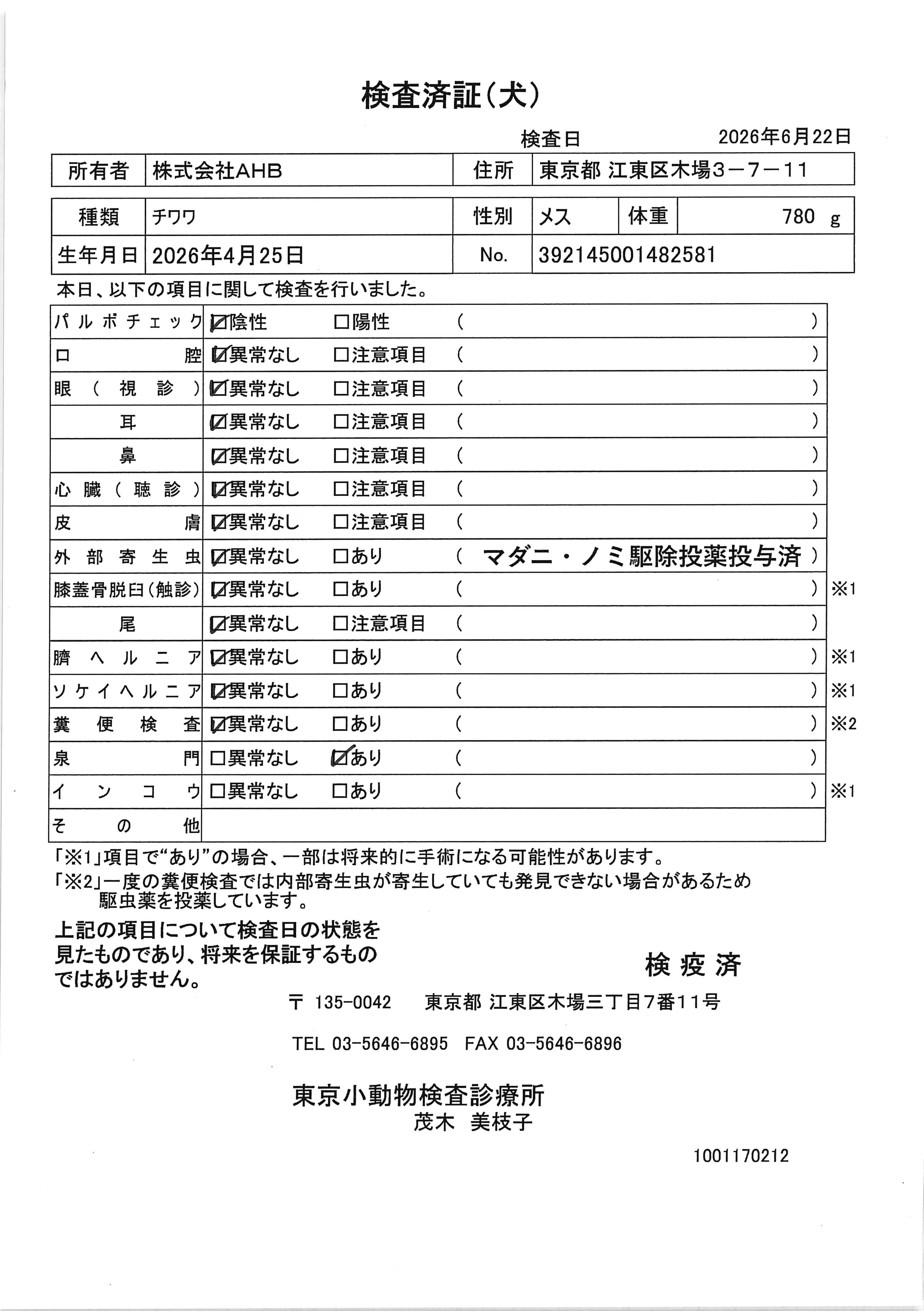 チワワ