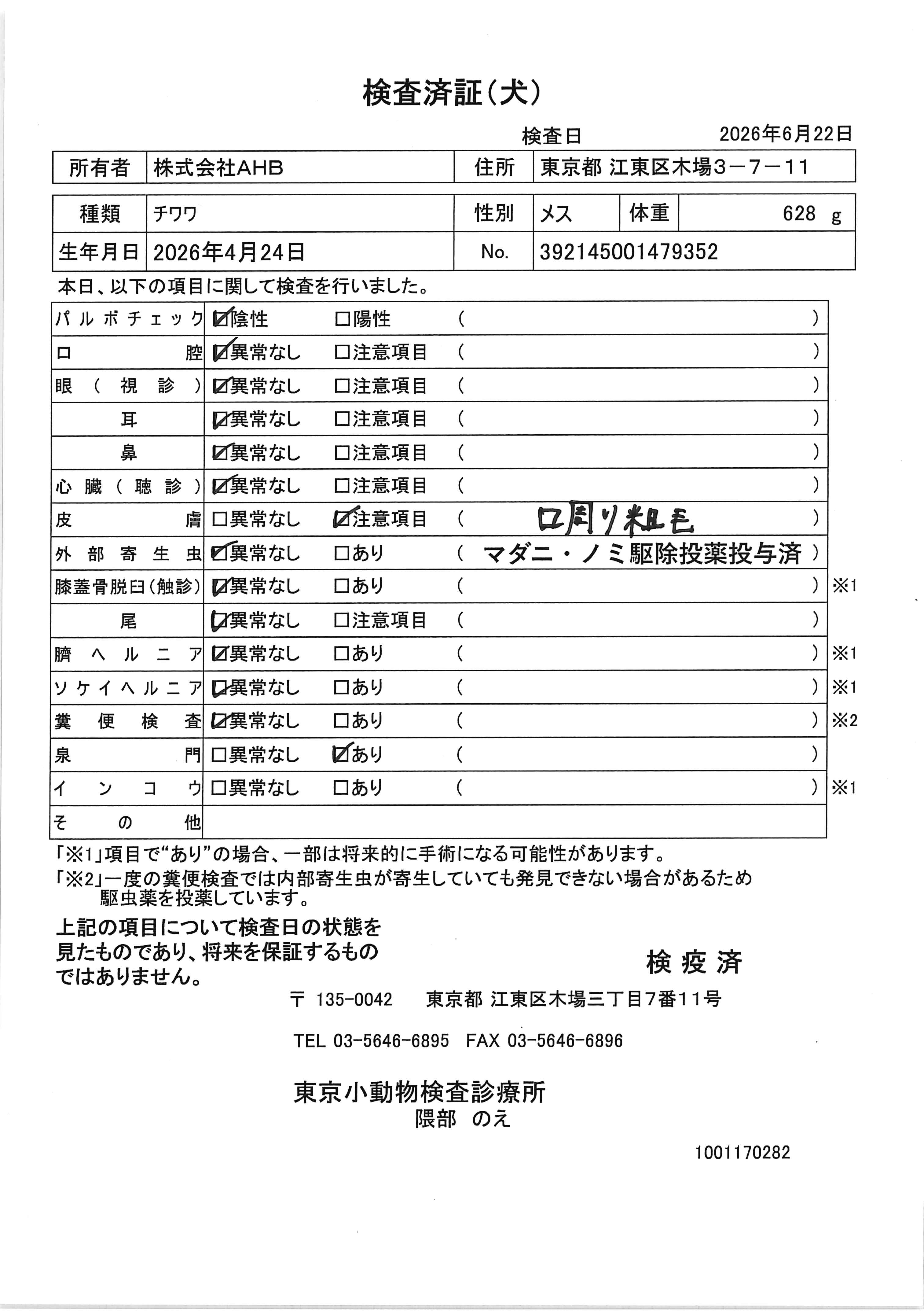チワワ