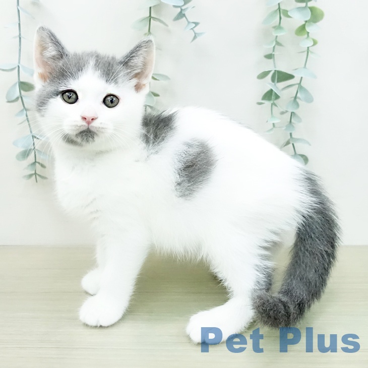 ブリティッシュショートヘア