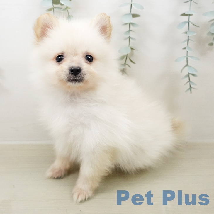 ポメラニアン