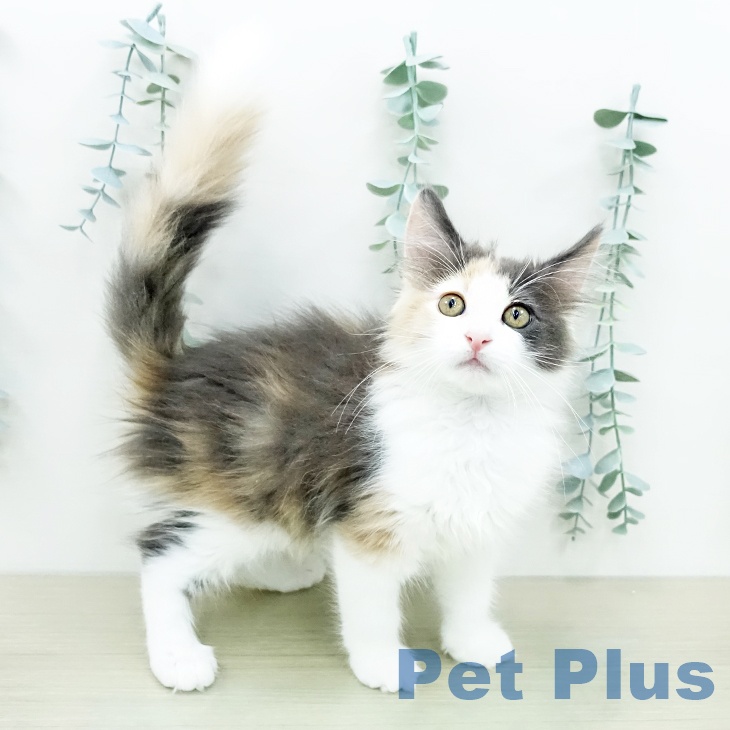 ノルウェージャンフォレストキャット