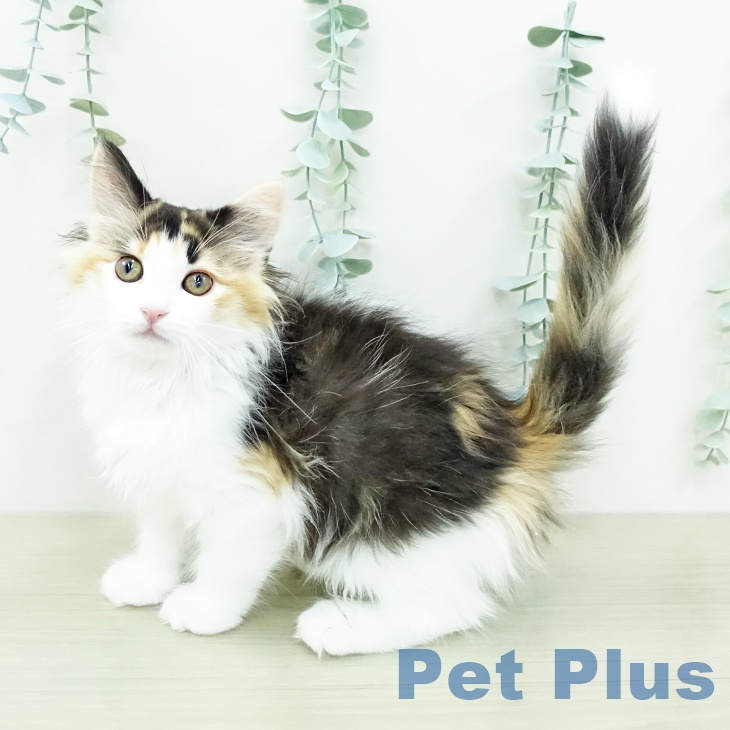 ノルウェージャンフォレストキャット