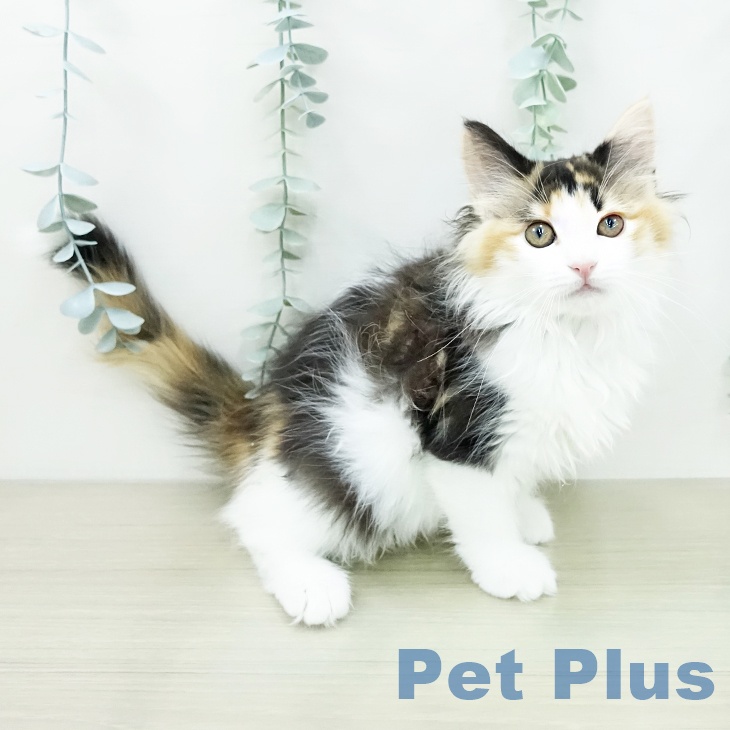 ノルウェージャンフォレストキャットの写真2