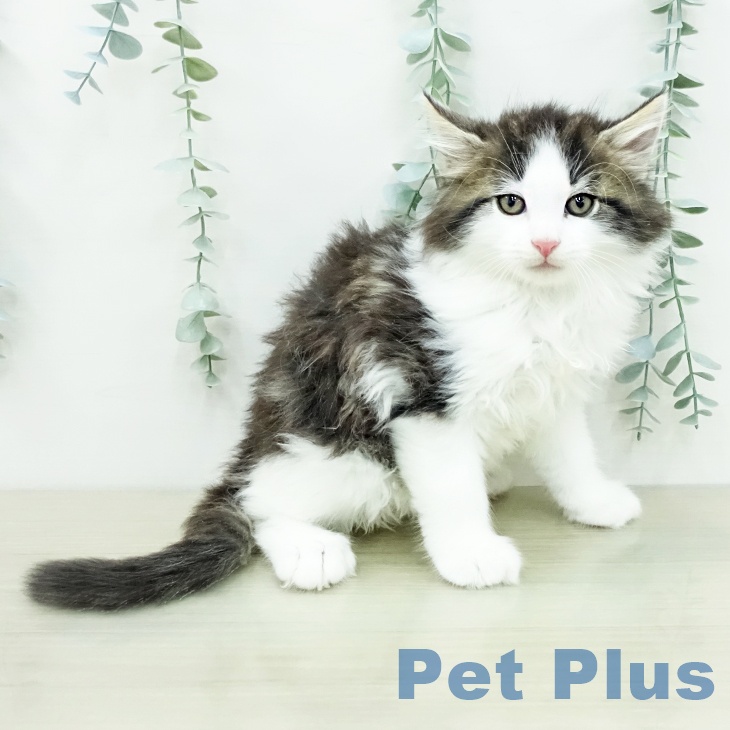 ノルウェージャンフォレストキャットの写真2