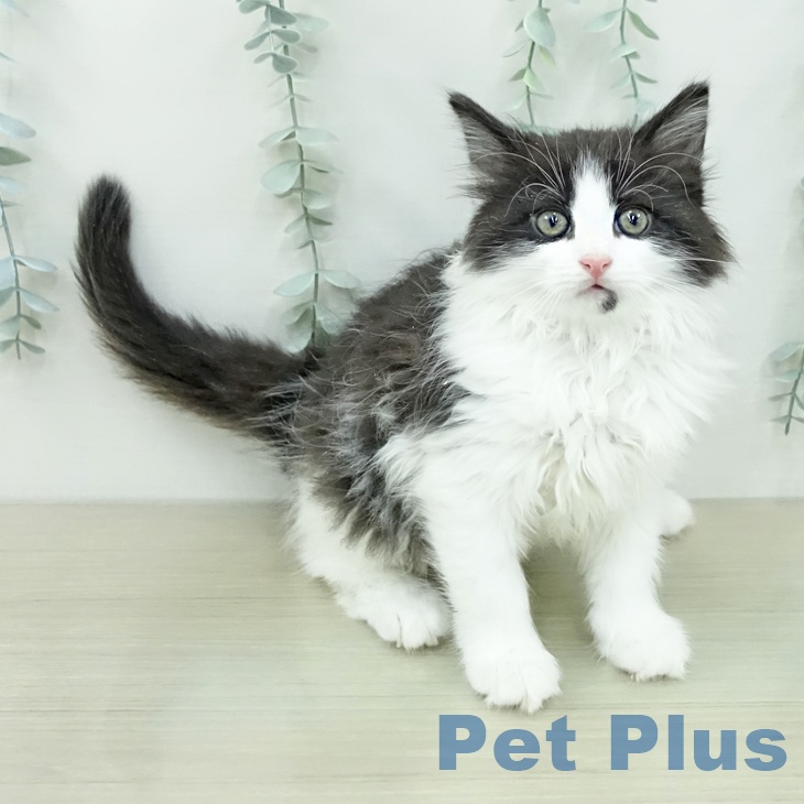 ノルウェージャンフォレストキャットの写真2