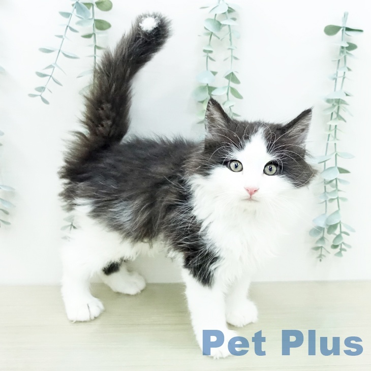 ノルウェージャンフォレストキャットの写真2