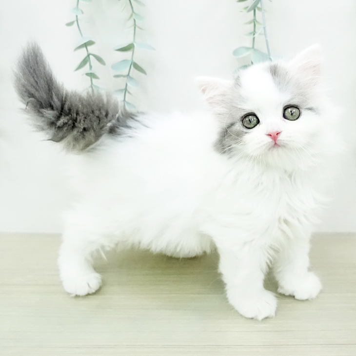 スコティッシュフォールド