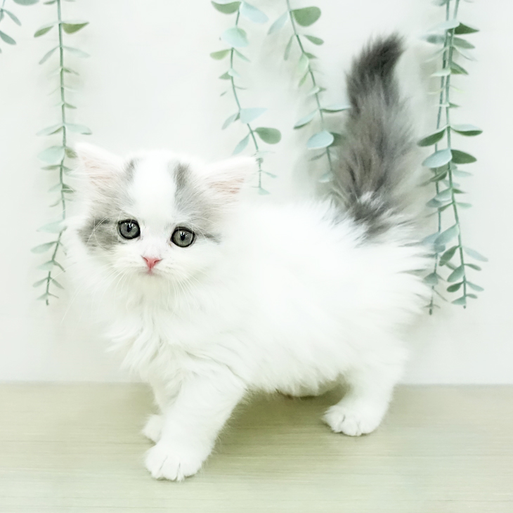 スコティッシュフォールドの写真2