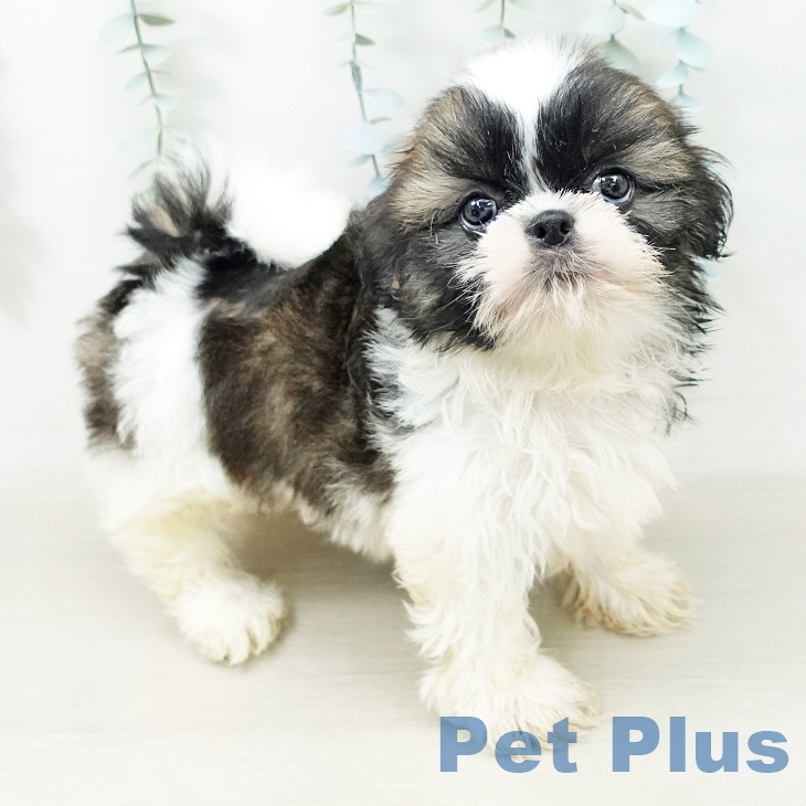 シー・ズー