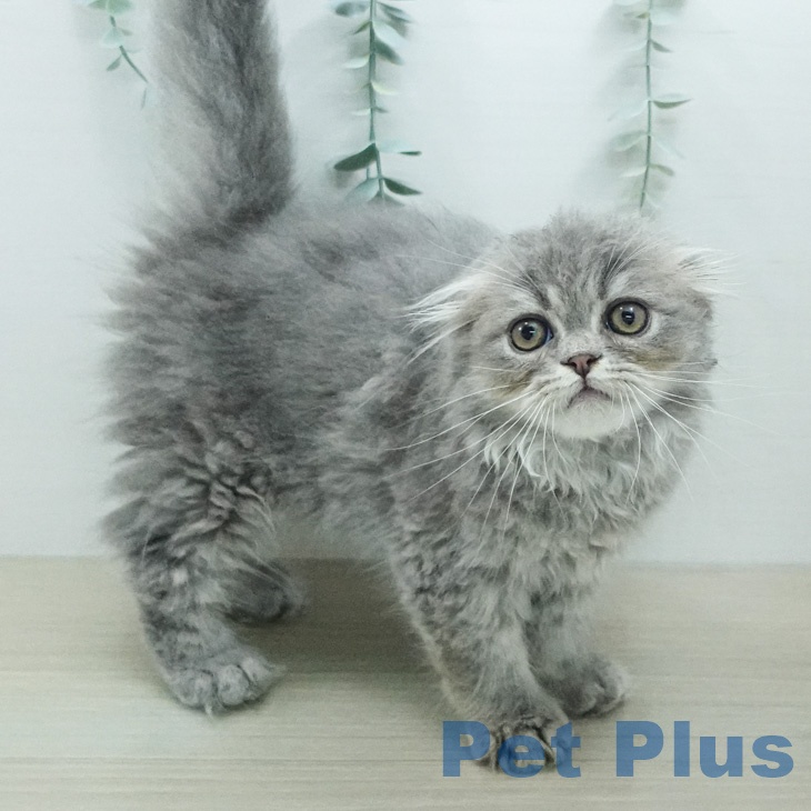 スコティッシュフォールドの写真2