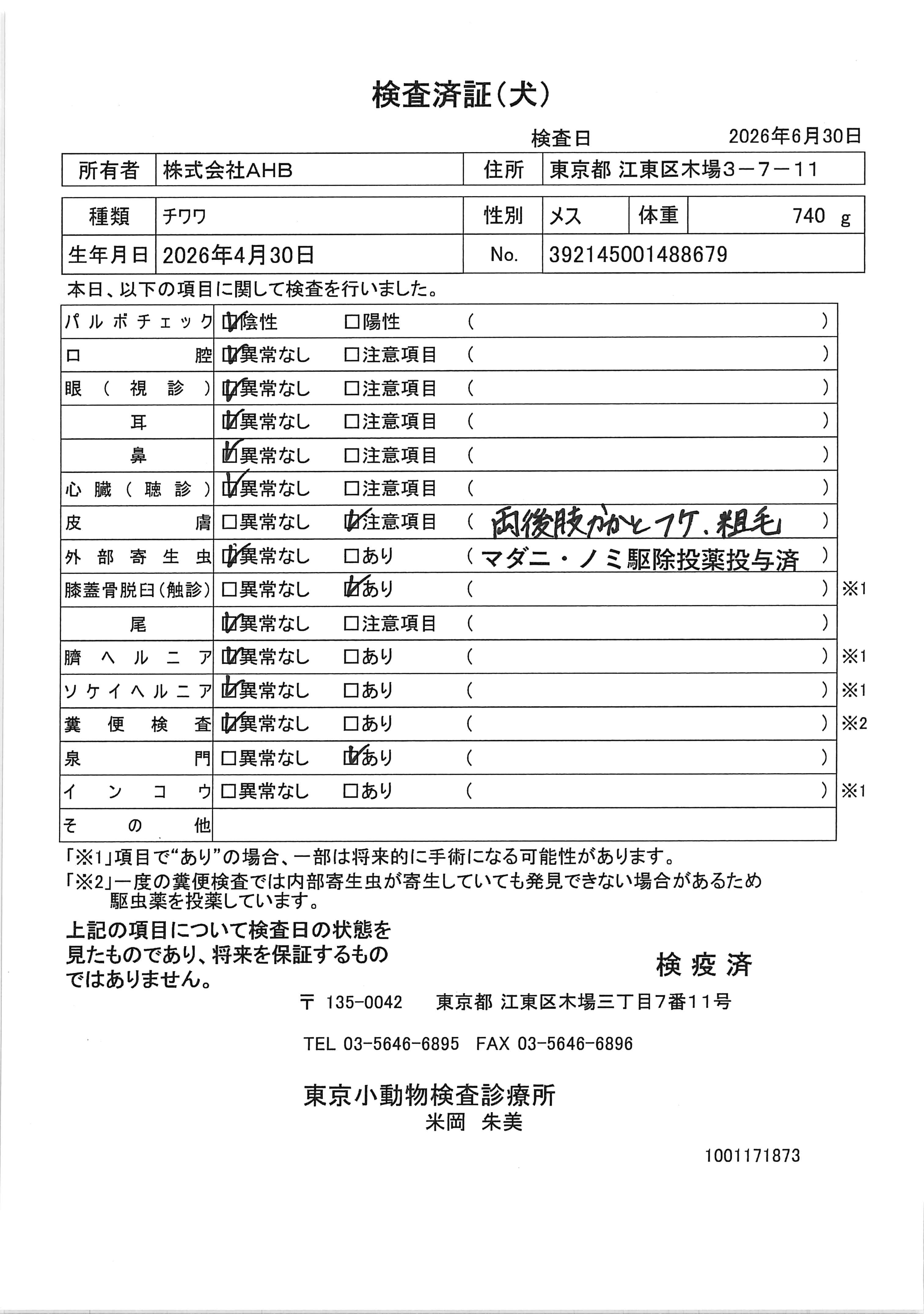チワワ