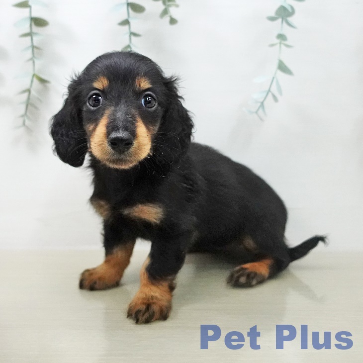 ミニチュア・ダックスフンド