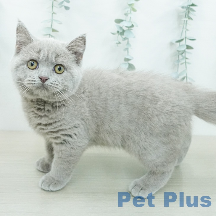 ブリティッシュショートヘアの写真2