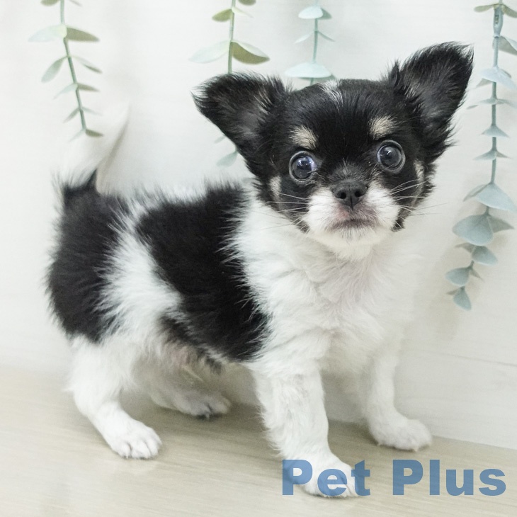 チワワ