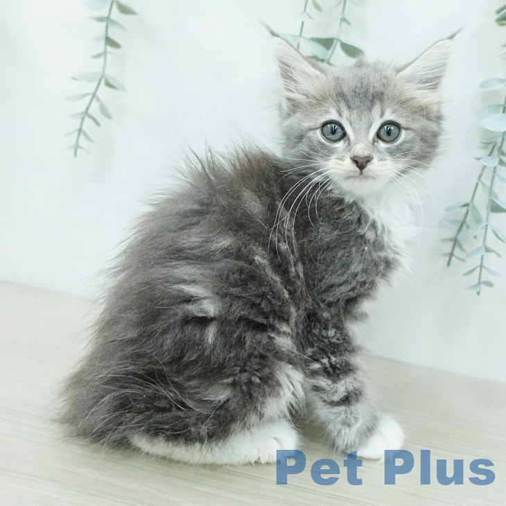 ノルウェージャンフォレストキャットの写真2