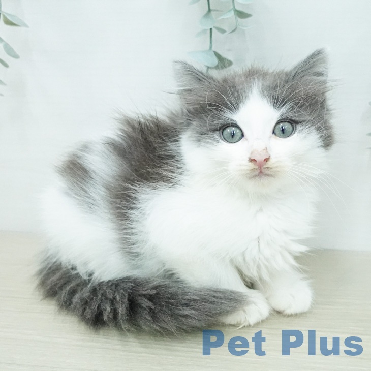 ノルウェージャンフォレストキャット