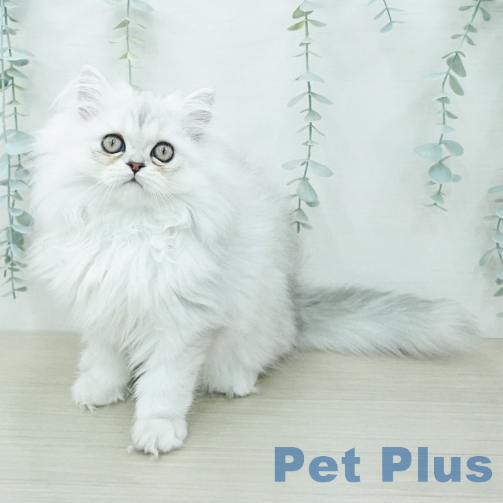 ペルシャ
