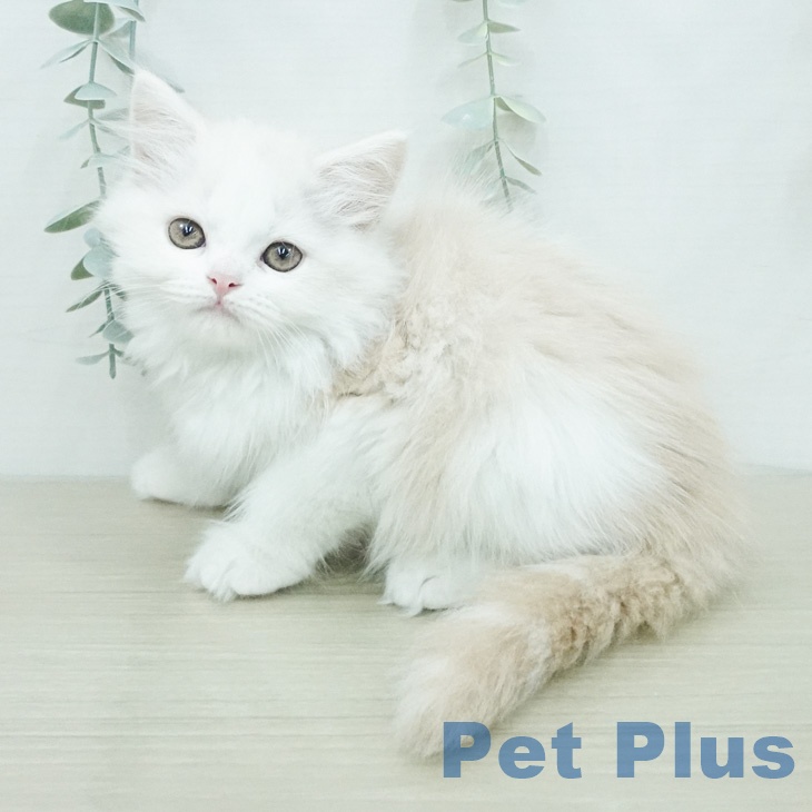 スコティッシュフォールドの写真2