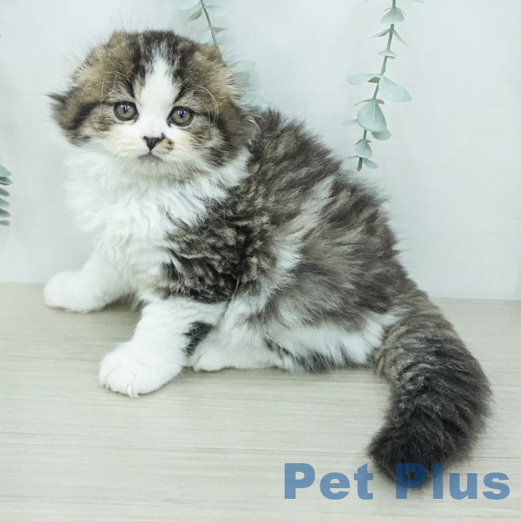 スコティッシュフォールド