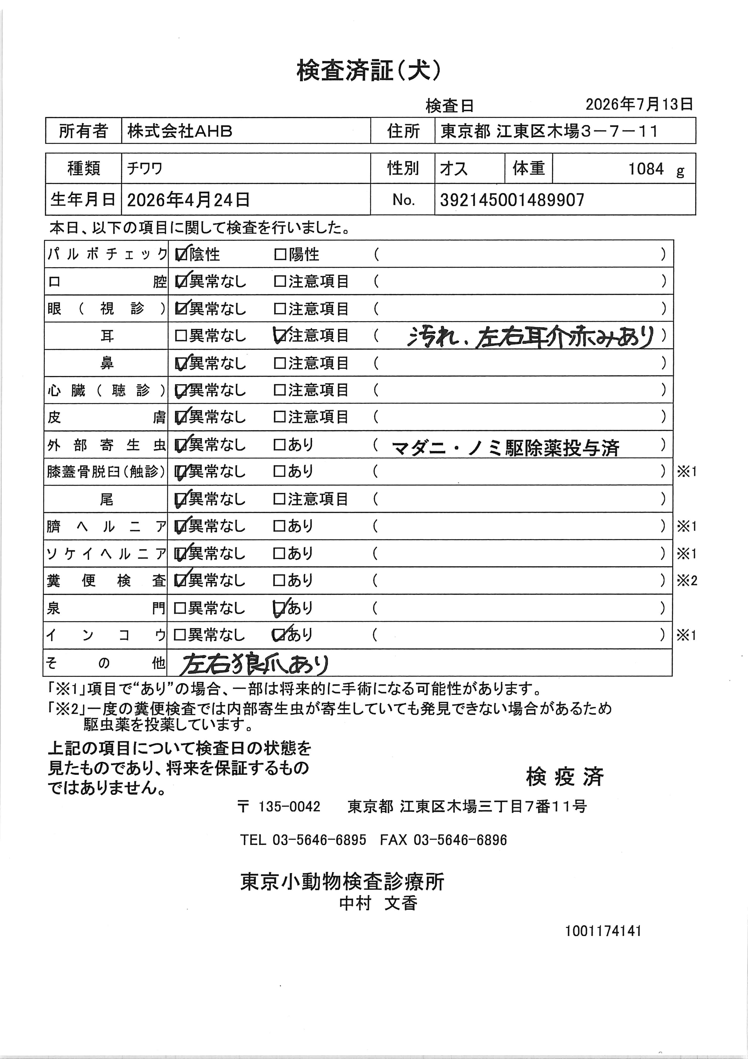 チワワ