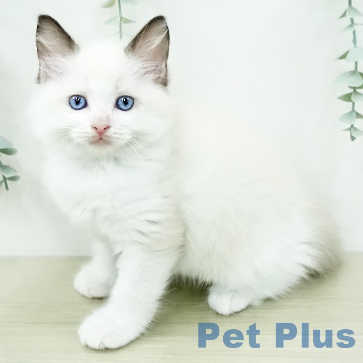 ラグドール