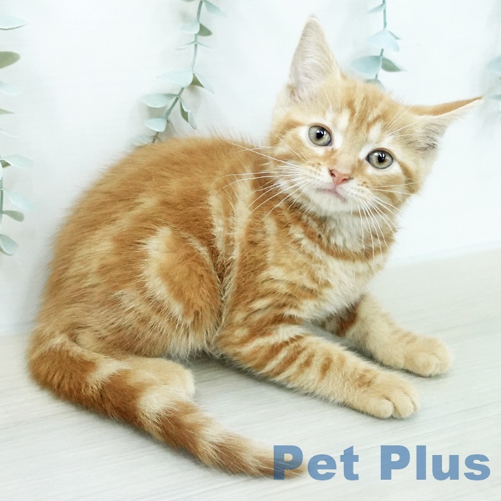 アメリカンショートヘアの写真2