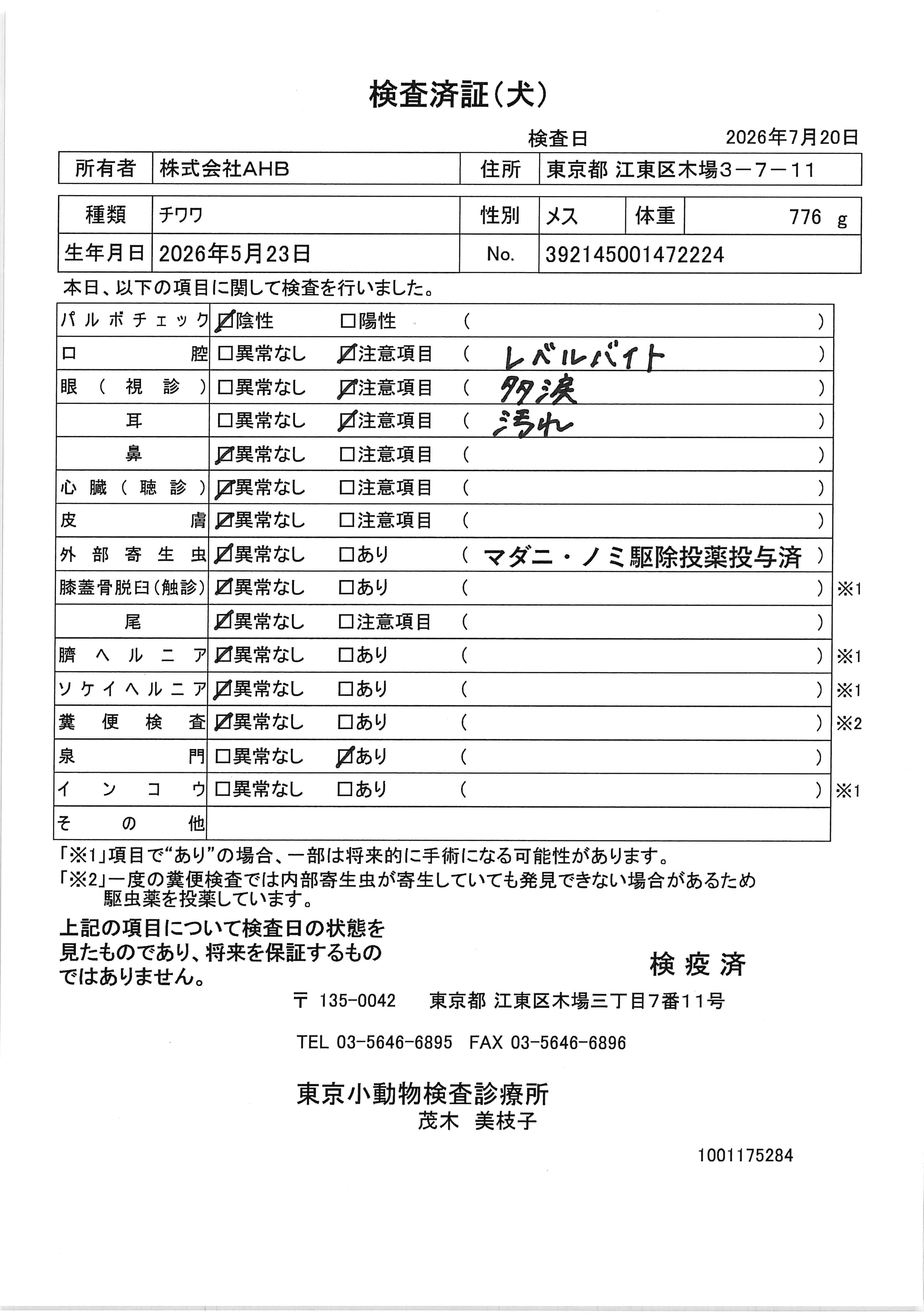 チワワ