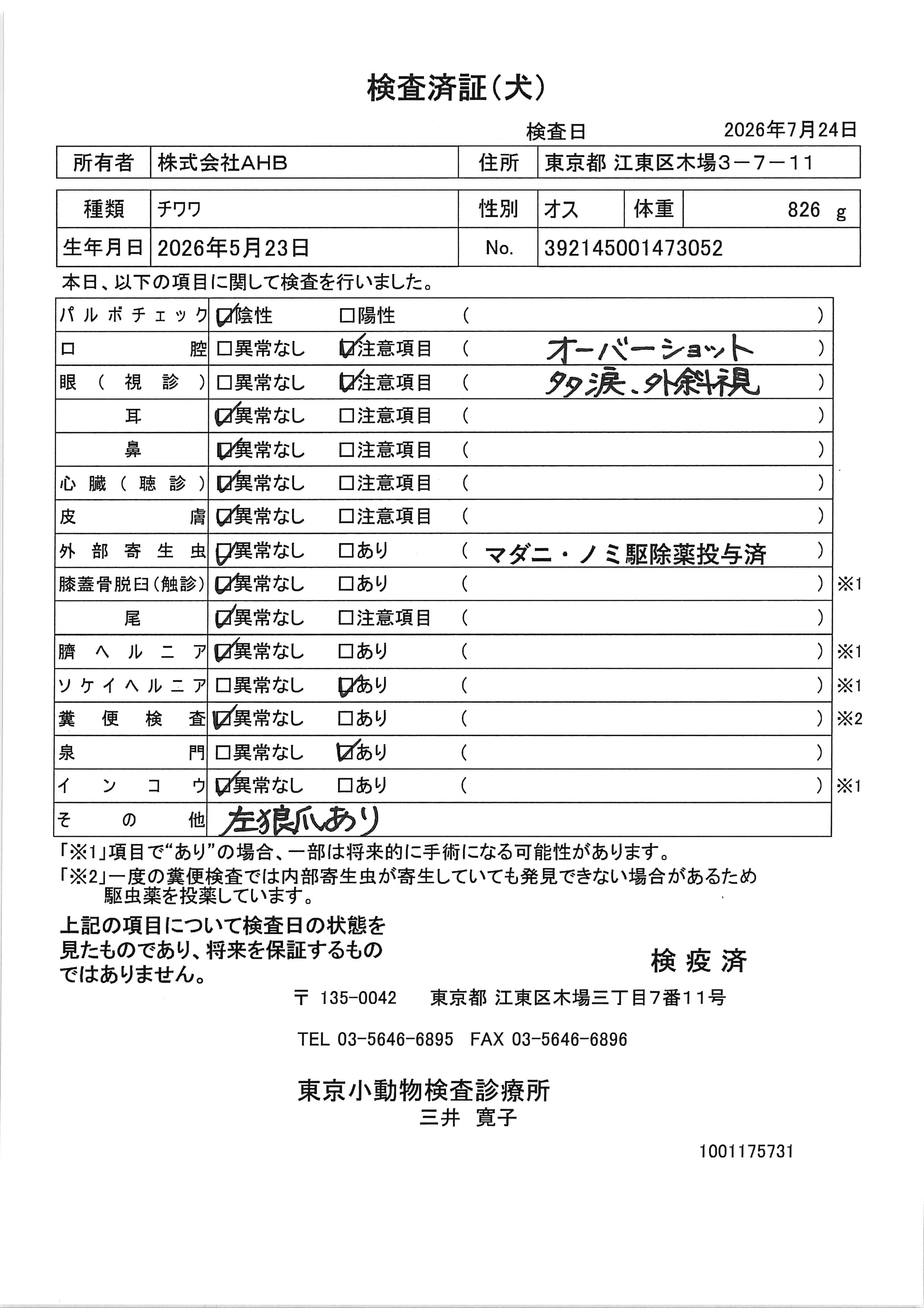 チワワ