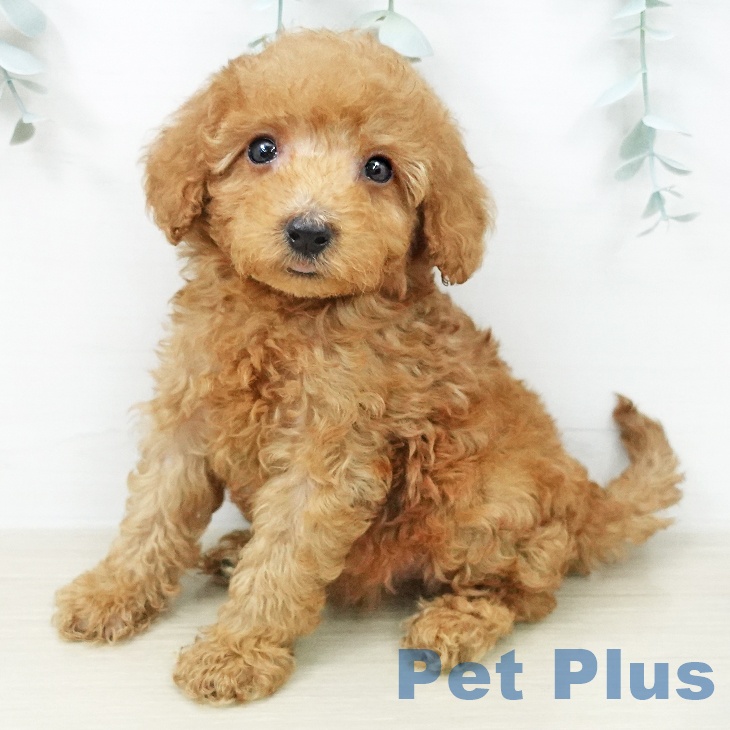 トイ・プードル