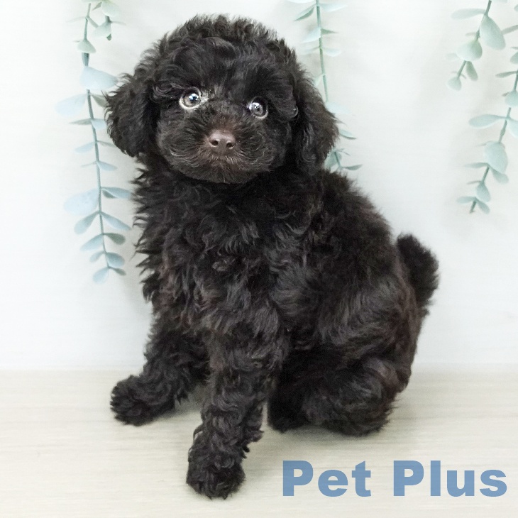 トイ・プードルの写真2