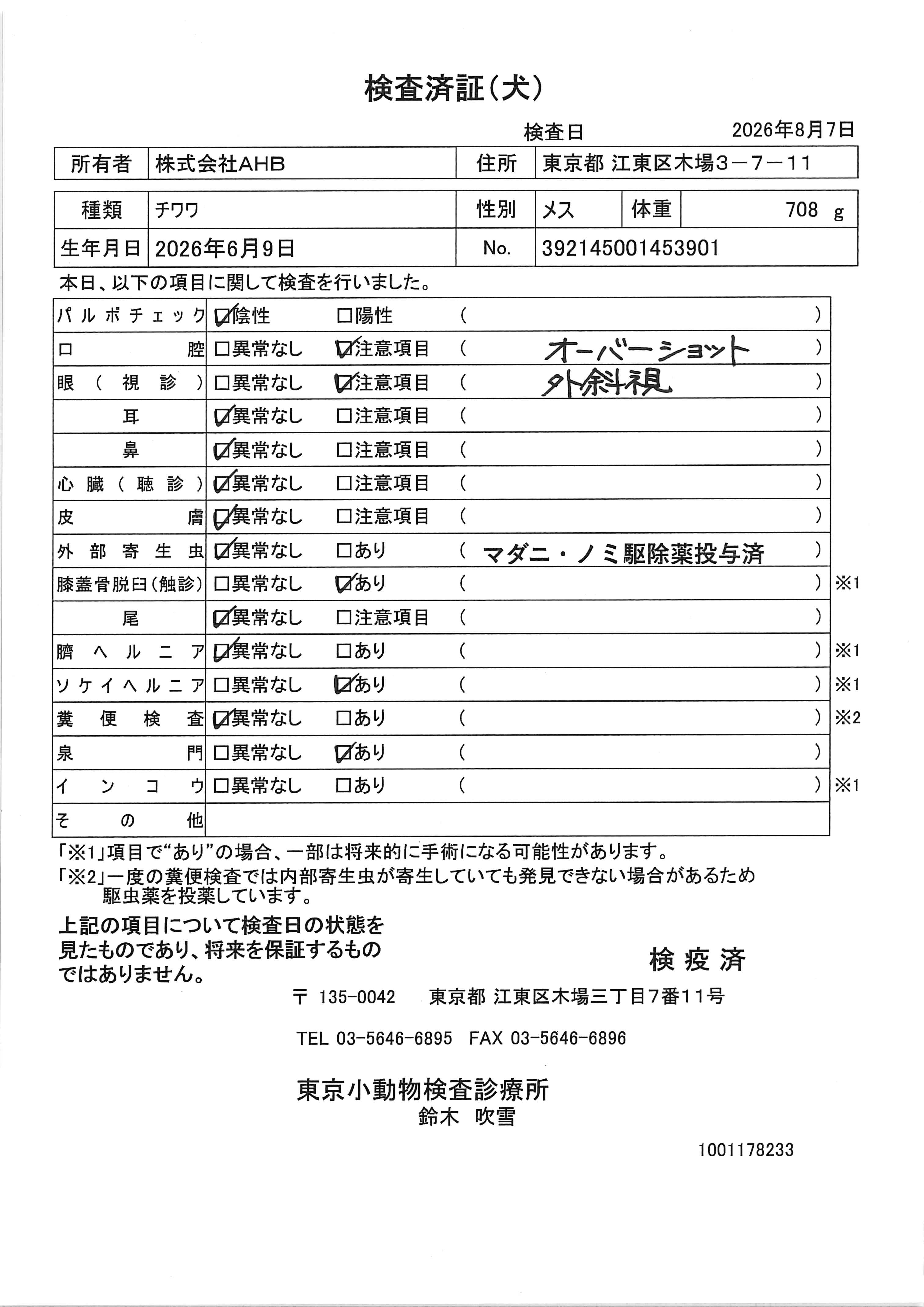 チワワ