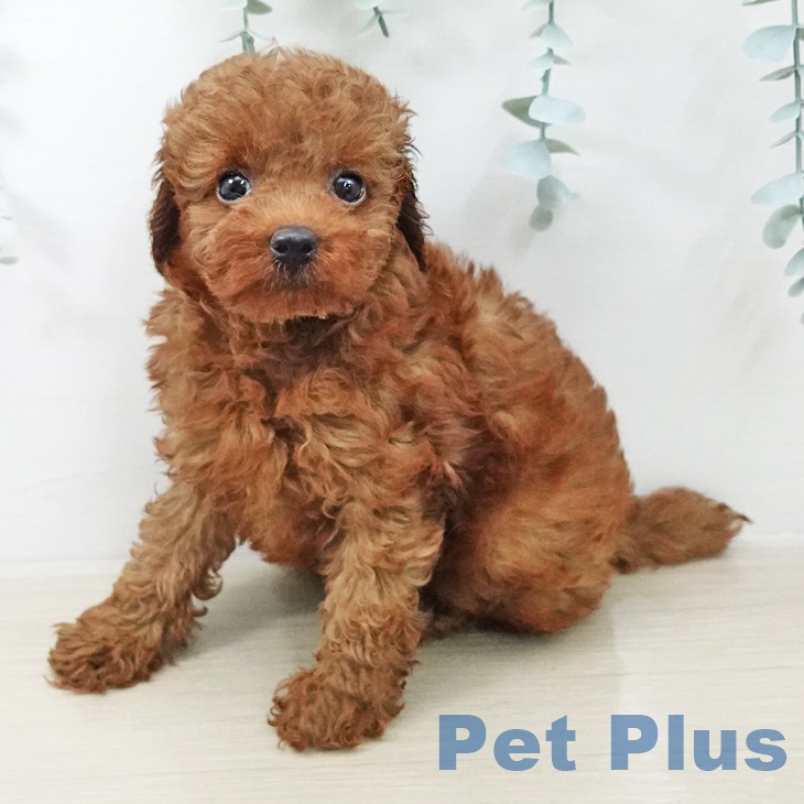 トイ・プードル