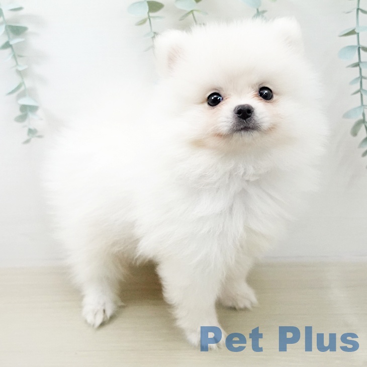 ポメラニアン
