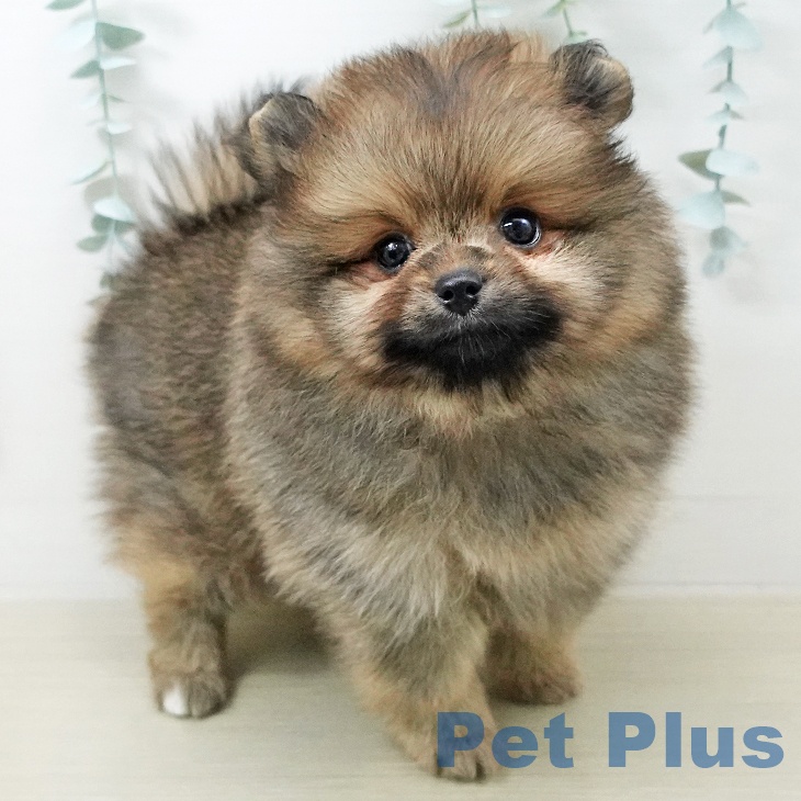 ポメラニアンの写真2