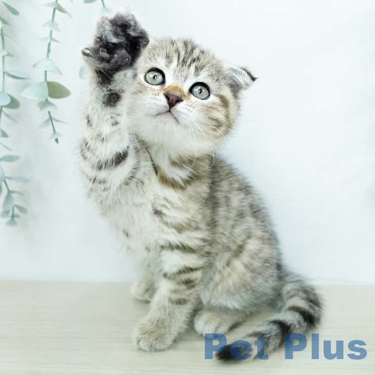 スコティッシュフォールドの写真2