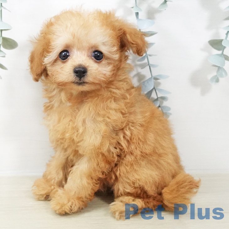 トイ・プードル