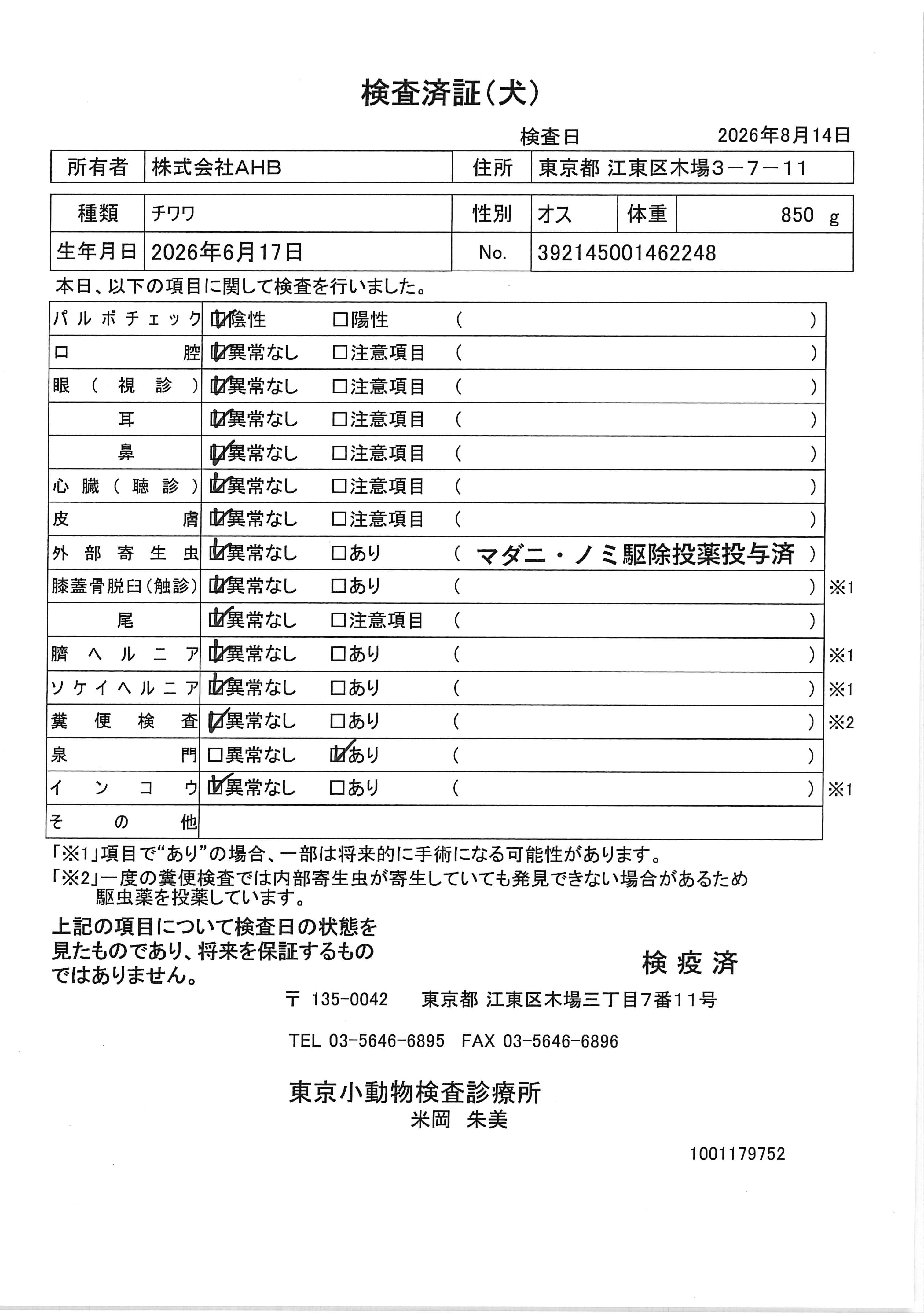チワワ