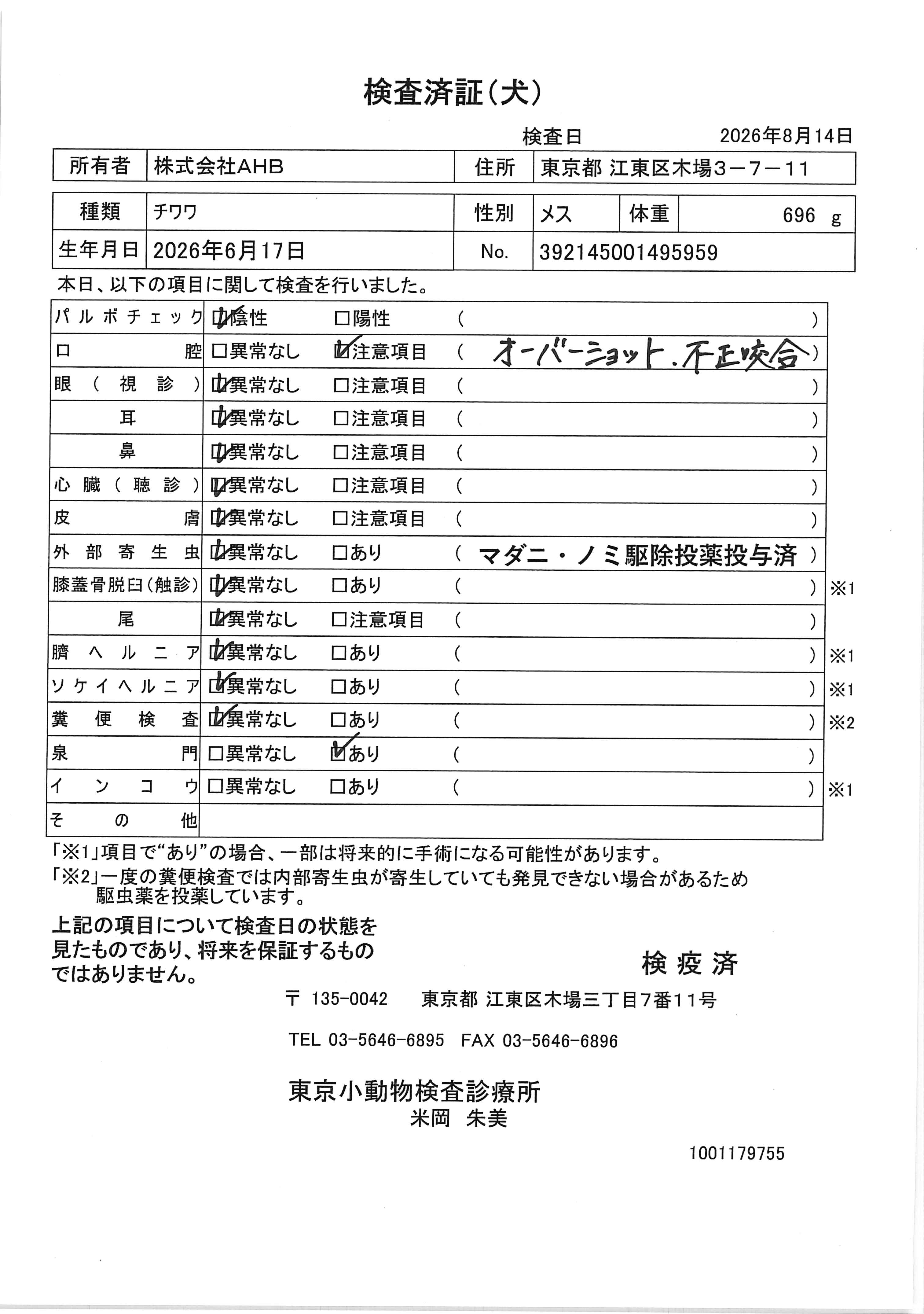 チワワ