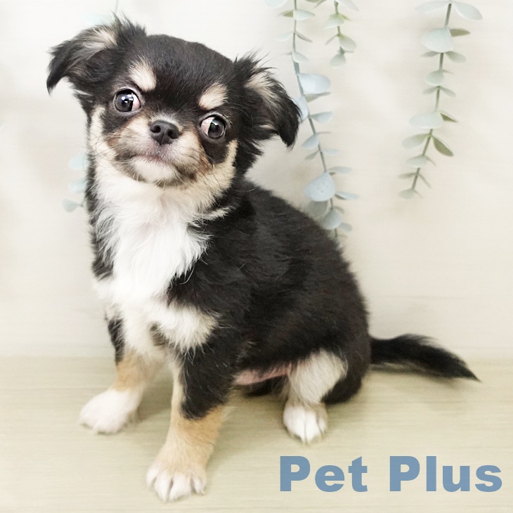 チワワ