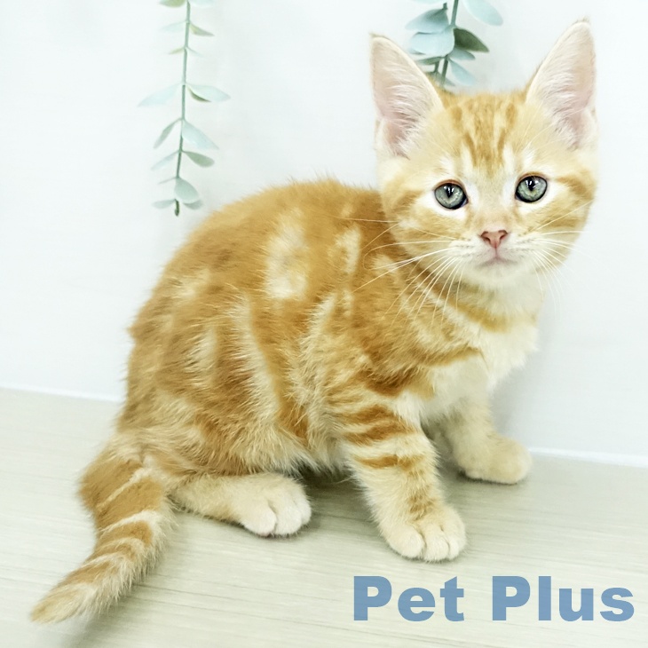 アメリカンショートヘア