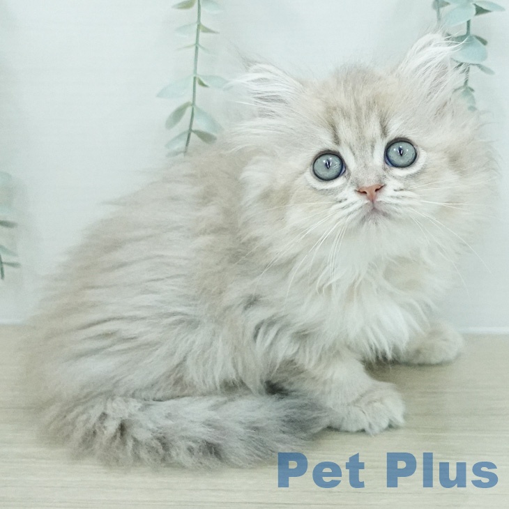 ペルシャ