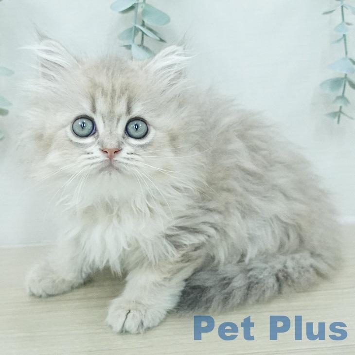 ペルシャの写真2