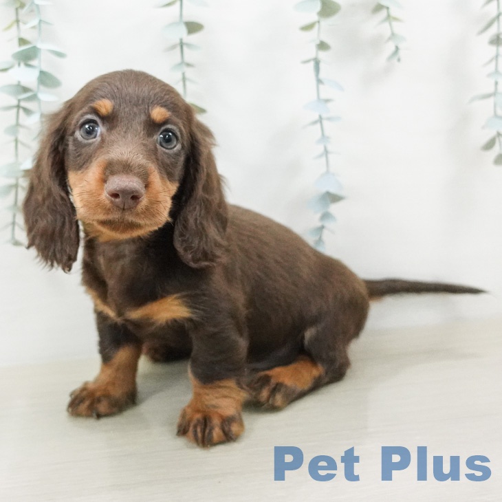 ミニチュア・ダックスフンドの写真2